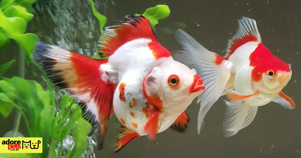 Protegendo nossos animais de estimação da onda de calor