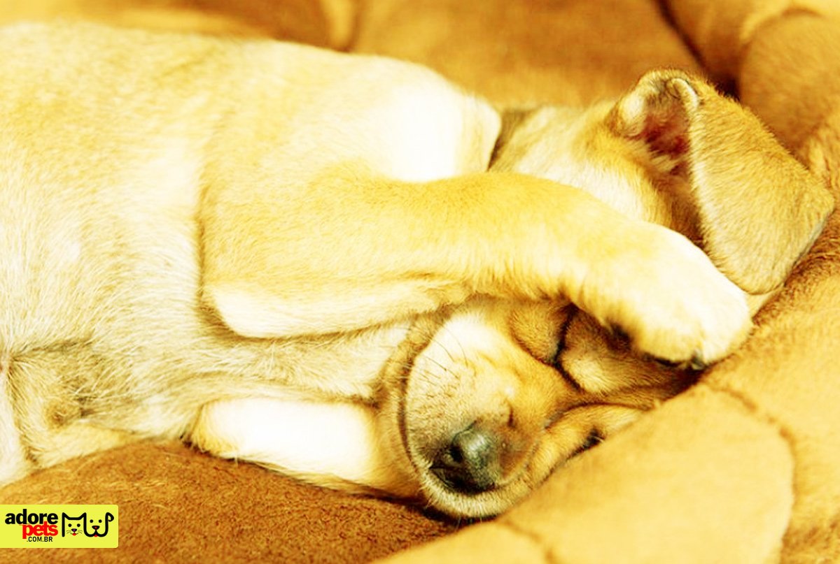 Os perigos dos fogos de artifício para animais de estimação