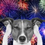 Os perigos dos fogos de artifício para animais de estimação