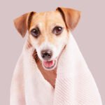 Banho e Tosa: Benefícios para a saúde e felicidade dos Pets