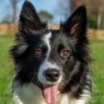 Border Collie: Inteligência e elegância em quatro patas