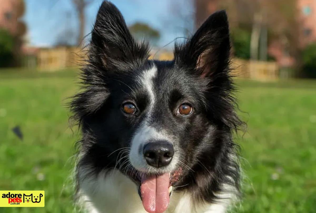 Border Collie: Inteligência e elegância em quatro patas