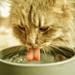 Insuficiência renal em Cães e Gatos, fique atento aos sintomas