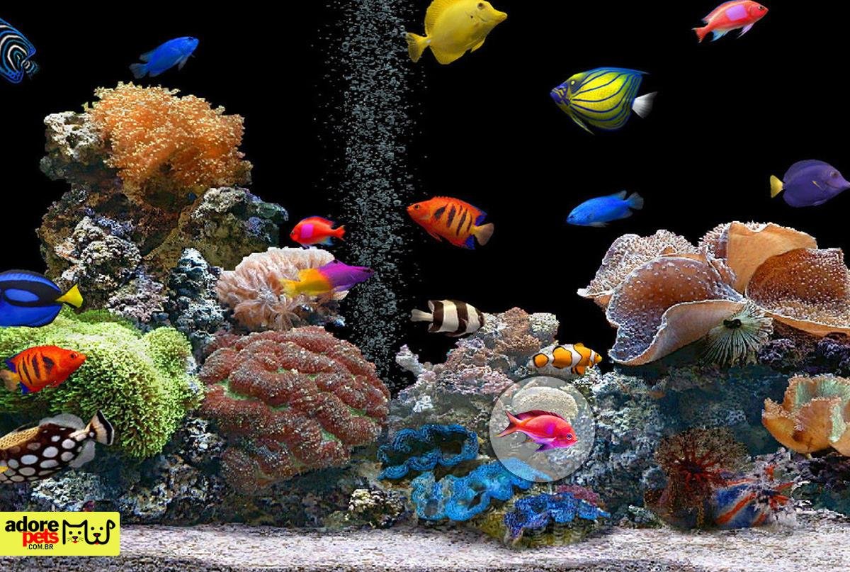 Otto, o incrível peixe limpador de vidro em aquários