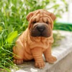 Conheça o Shar-Pei, a raça de cachorro enrugado