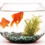 Peixes de Aquário: Os pets mais populares do mundo