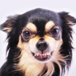 Compreendendo o cachorro agressivo