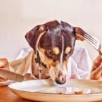 Você alimenta seu animal de estimação com ração ou comida caseira?