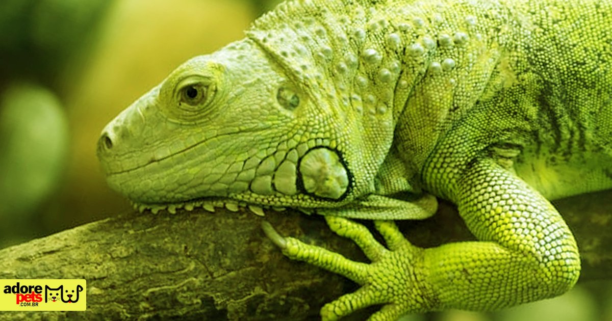 Os 10 animais exóticos de estimação mais fascinantes