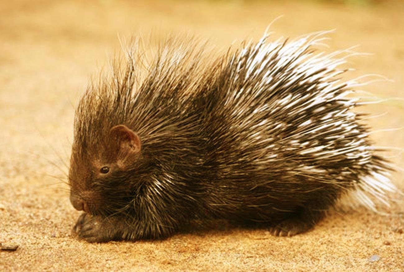 Porco-espinho Africano