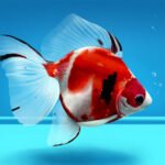 Cuidados essenciais para o peixe Ryukin