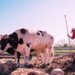 Animais e o Dia do Trabalho: Uma parceria essencial