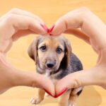 Versículos bíblicos sobre o Amor aos Animais: Mensagens de carinho
