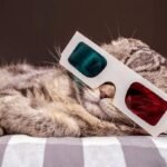 Saiba como escolher um "Filme para Assistir com Meu Gato"