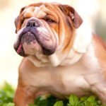Bulldog Inglês: Descubra tudo sobre essa raça de chacorro enrugado