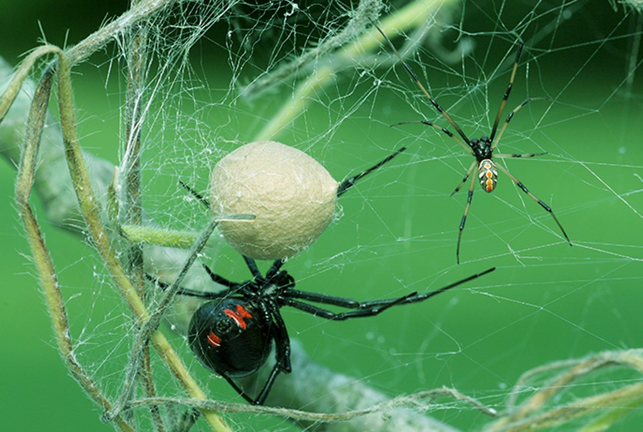 Animais que botam ovo: Conheça os incríveis ovíparos no mundo animal