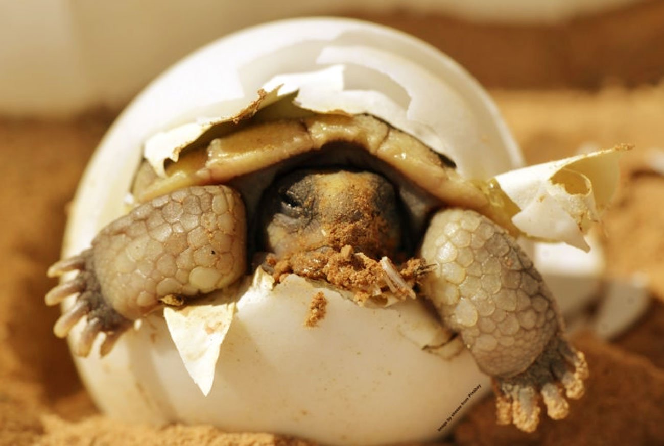 Animais que botam ovo: Conheça os incríveis ovíparos no mundo animal