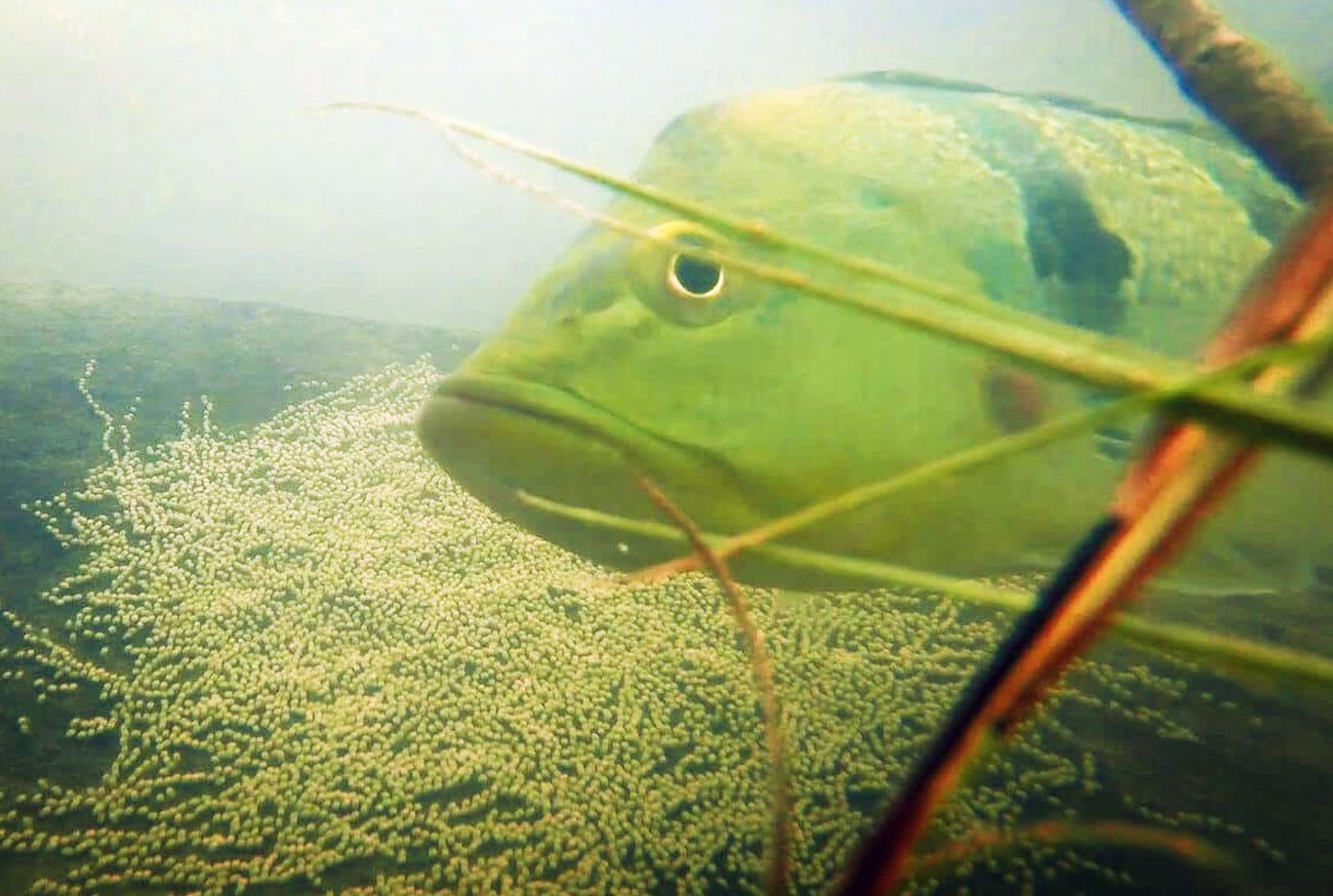 Animais que botam ovo: Conheça os incríveis ovíparos no mundo animal