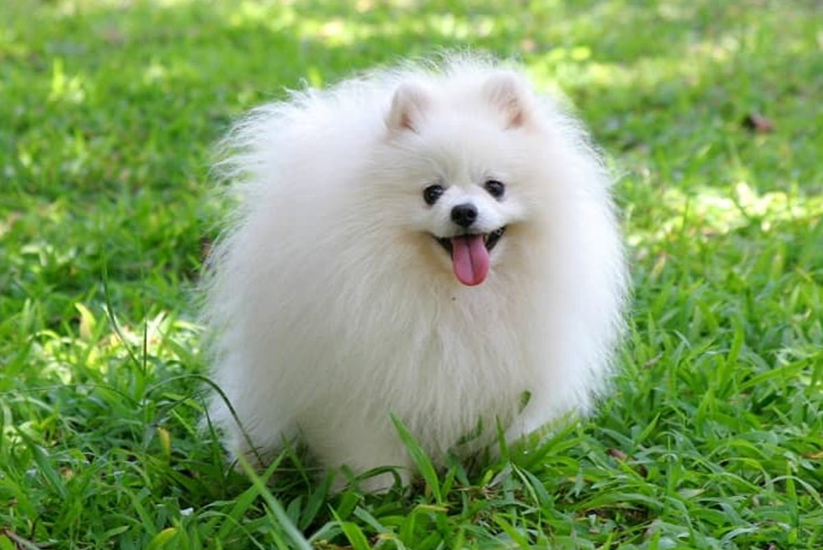  Lulu da Pomerânia