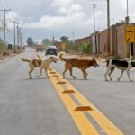 Cavalo Baio: Beleza, características, cuidados e curiosidades Cachorro solto na rua: de quem é a responsabilidade?