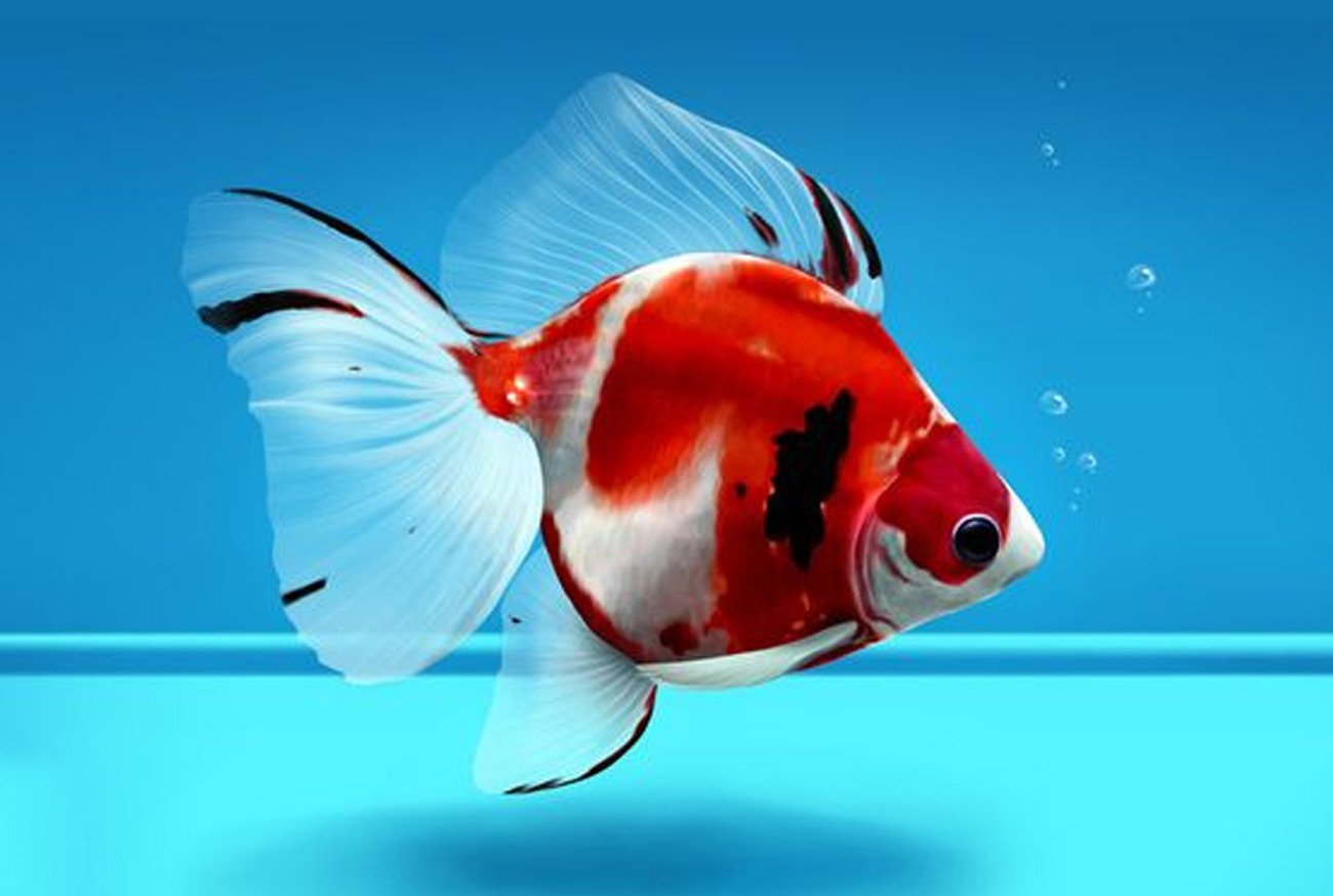 Cuidados com Pet: Dicas para o bem-Estar do seu amigo de estimação