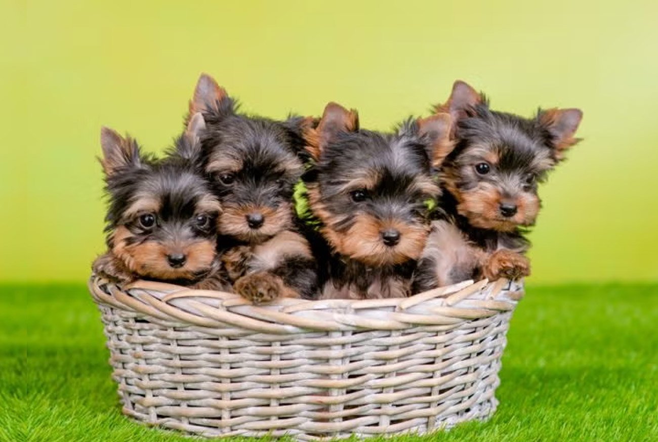 Yorkshire Terrier: Guia completo dessa raça canina fofinha