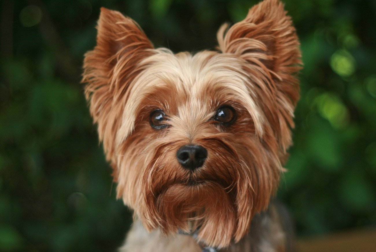 Yorkshire Terrier: Guia completo dessa raça canina fofinha