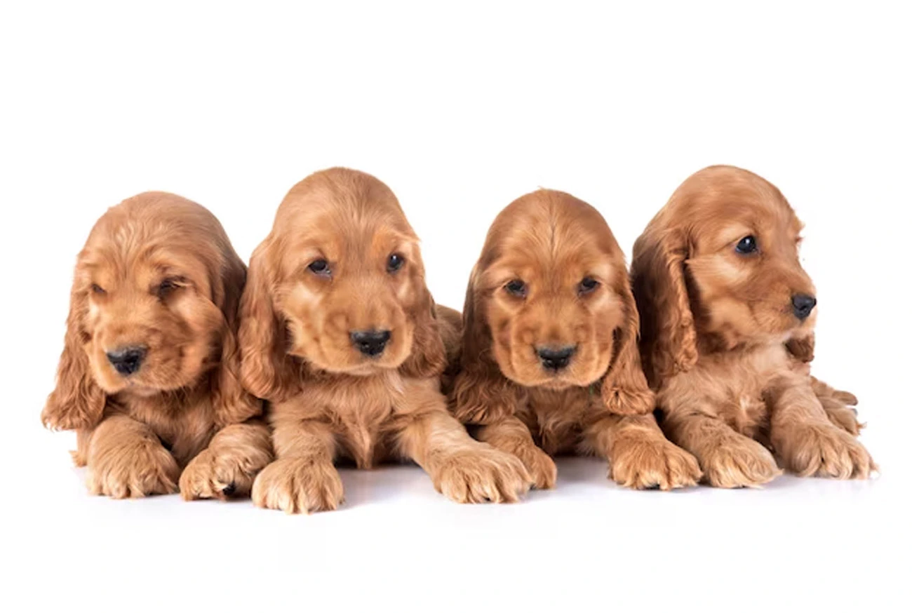 Descubra tudo sobre o lindo e incrível Cocker Spaniel