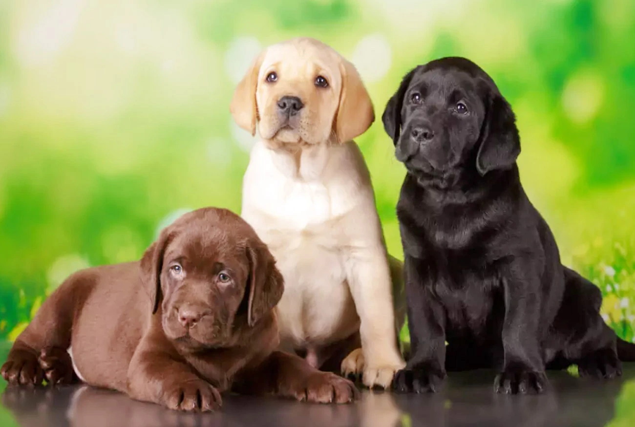 Labrador Retriever: Tudo sobre essa raça incrível e amigável