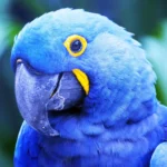 Arara-Azul: O tesouro alado da fauna brasileira