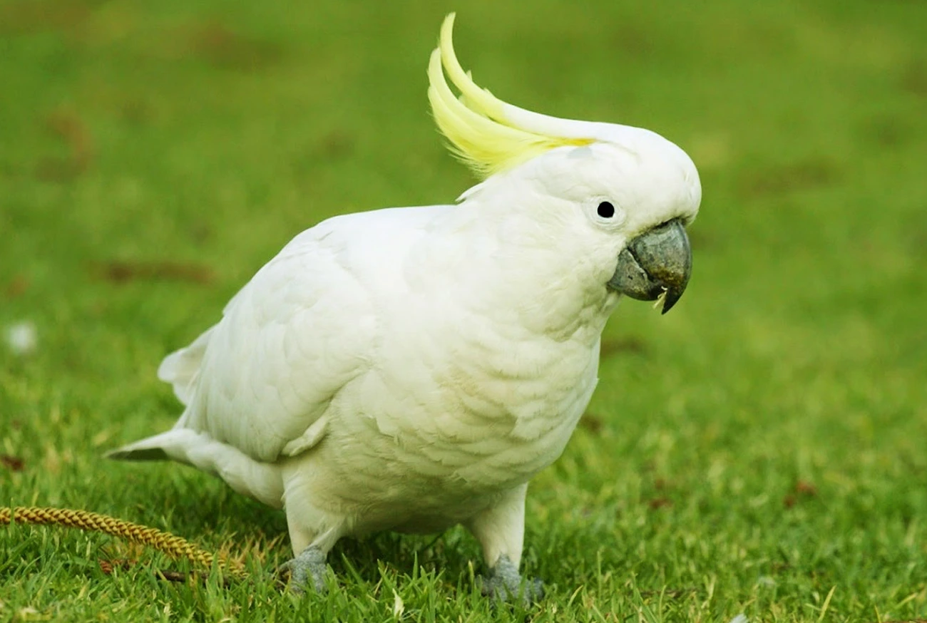 Cacatua como pet: tudo sobre cuidados e convivência