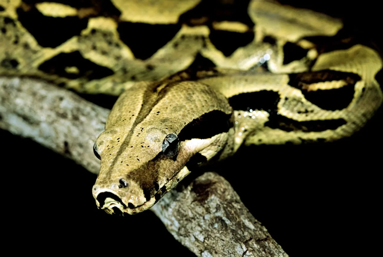 Cobra como Pet: Saiba tudo o que você precisa saber para ter uma