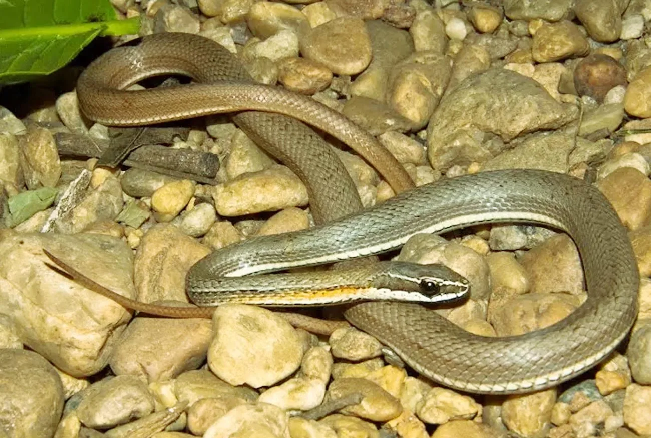 Cobra como Pet: Saiba tudo o que você precisa saber para ter uma