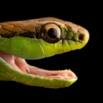 Cobra como Pet: Saiba tudo o que você precisa saber para ter uma