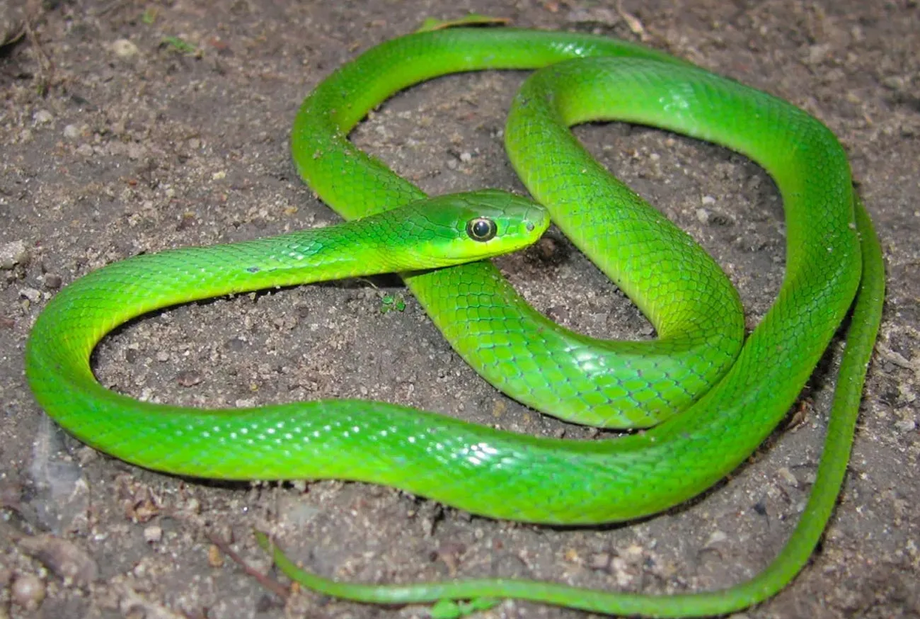 Cobra como Pet: Saiba tudo o que você precisa saber para ter uma