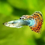 Tudo sobre Guppy: O peixe ideal para aquários de todos os tipos