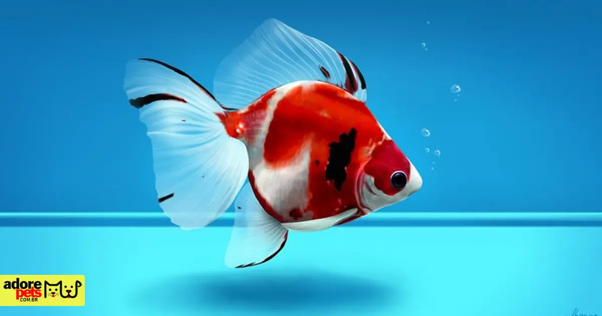 Retrospectiva Adore Pets 2024