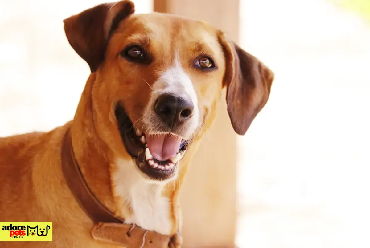 Retrospectiva Adore Pets 2024