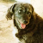 Conheça o Terrier Misto: O cão versátil e adorável