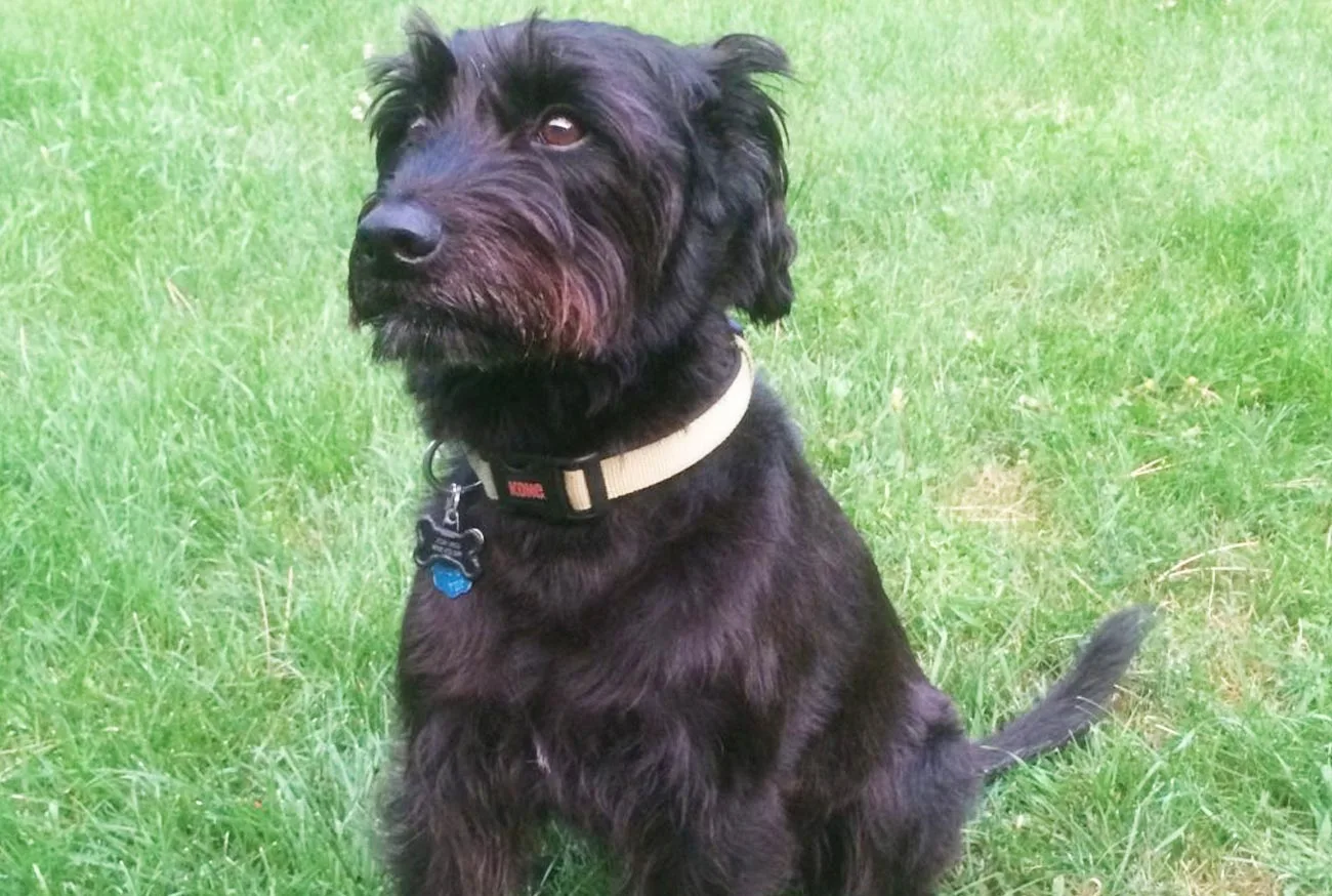 Conheça o Terrier Misto: O cão versátil e adorável