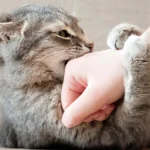 5 doenças de humanos que podem ser transmitidas aos pets