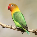 Ave como pet: guia completo para cuidar do seu pássaro em casa