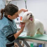 10 profissões indispensáveis para os cuidados com pets