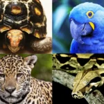 Animal silvestre: por que ele é vital para o planeta?