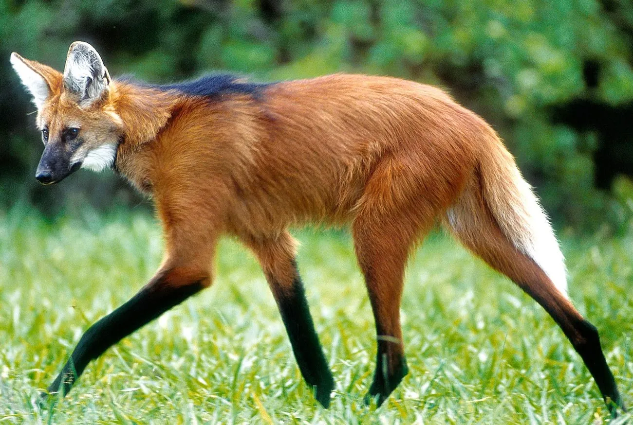 Animais silvestres: por que eles são vitais para o planeta?