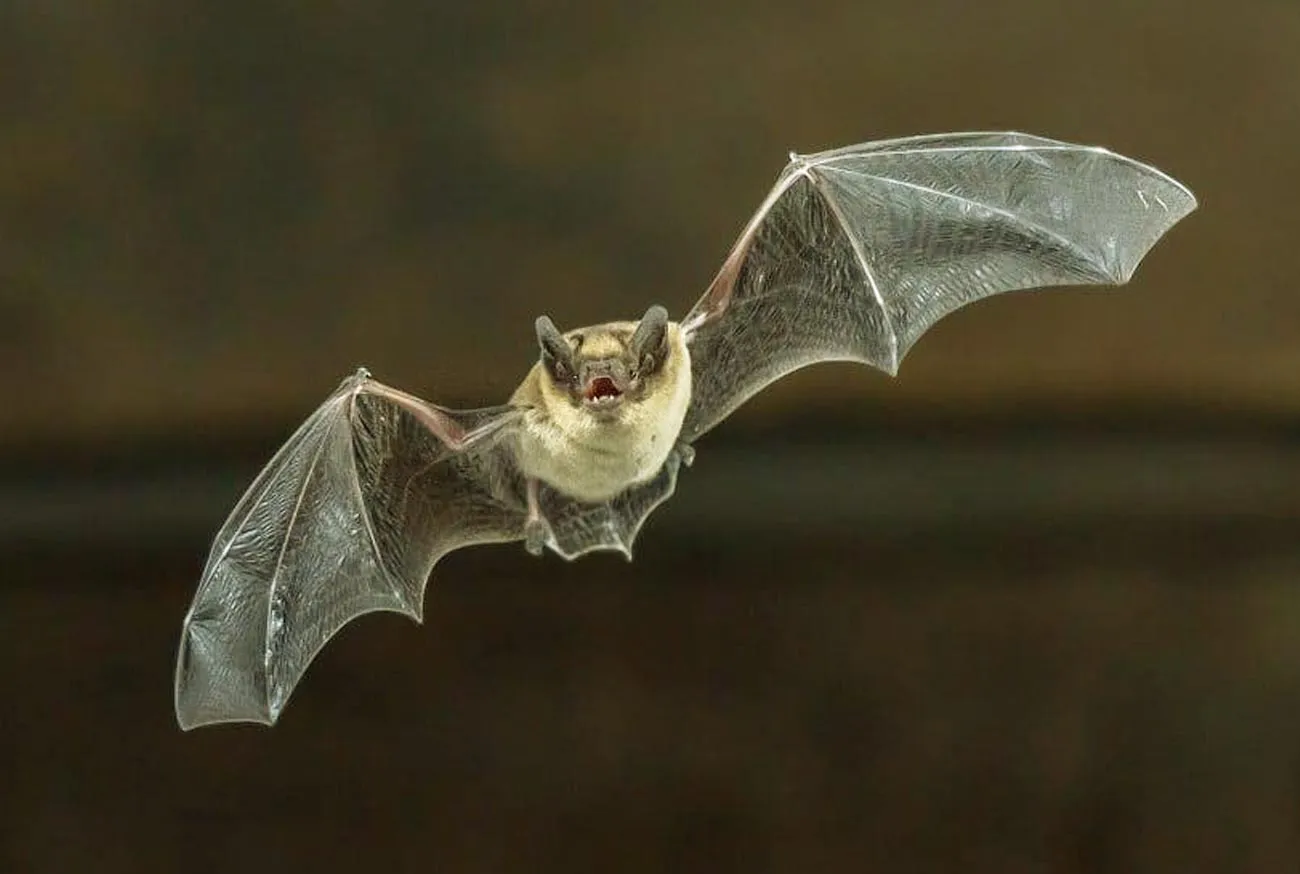 Animais silvestres: por que eles são vitais para o planeta?