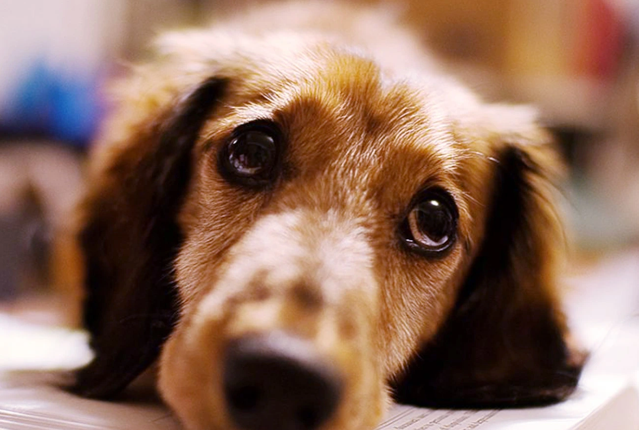 Como cuidar e evitar a automutilação dos pets: dicas práticas