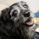 Como cuidar de um cachorro idoso: Guia prático e completo