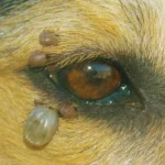 Carrapato em cães: como proteger seu pet e evitar doenças graves