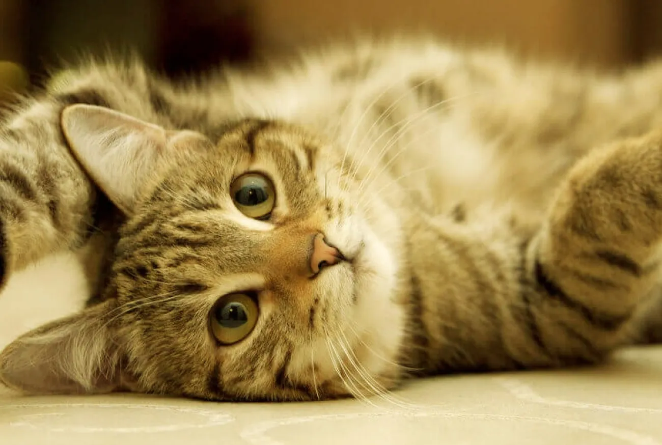 Gripe felina: Como identificar e tratar seu gato doente